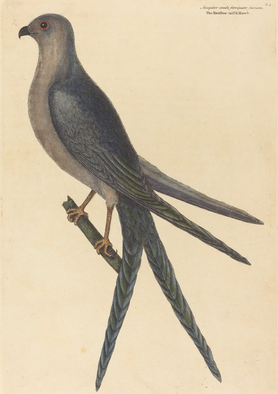 Der Schwalbenschwanzfalke (Falco furcatus) von Mark Catesby