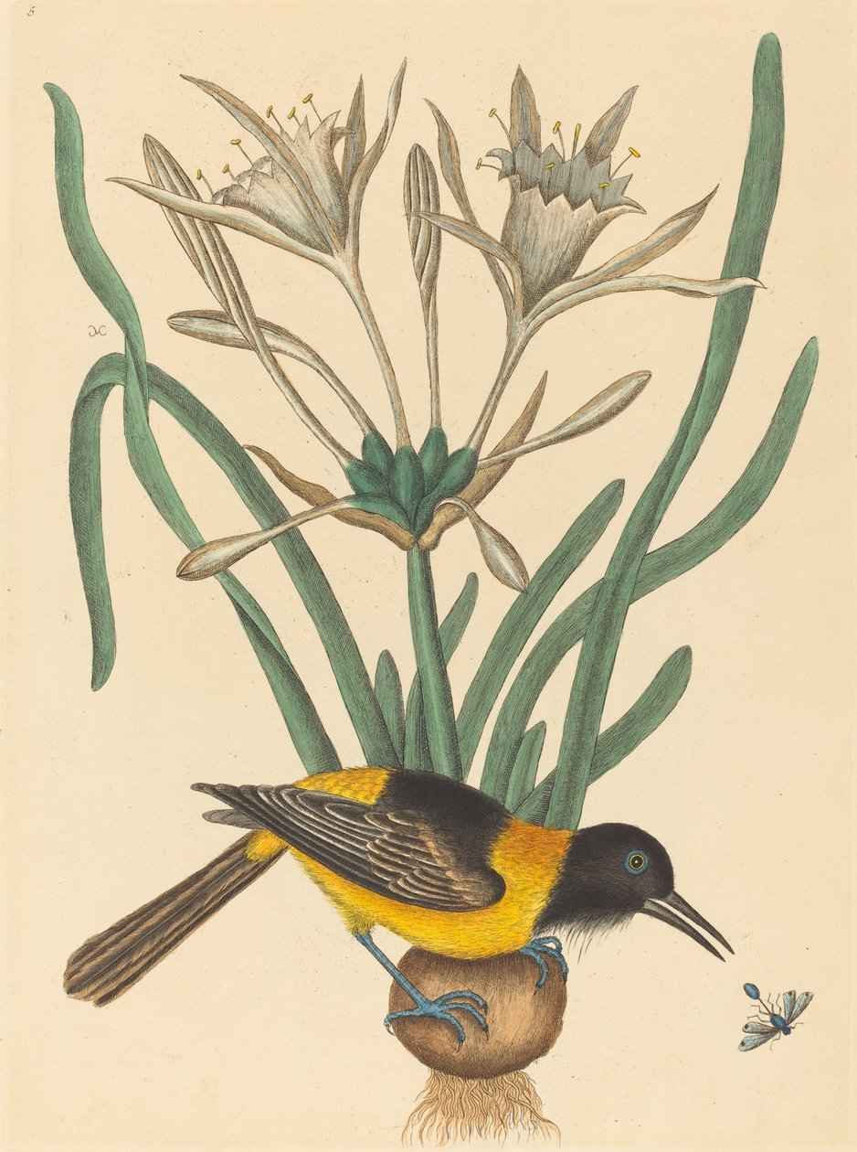 Der gelbe und schwarze Pye (Oriolus Icterus) von Mark Catesby