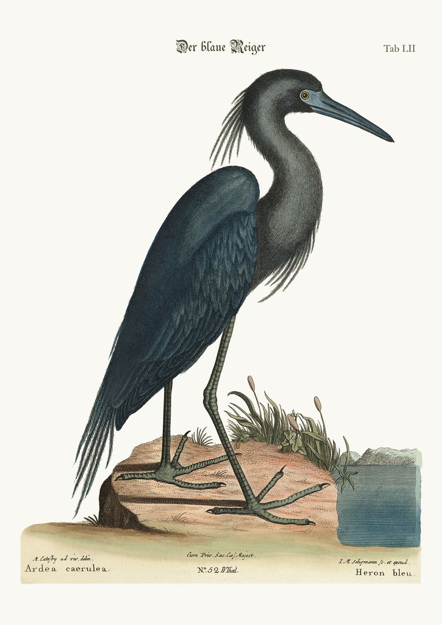 Der blaue Reiher, 1749-73 von Mark Catesby