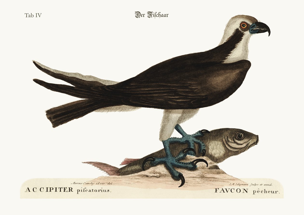 Der Fischadler, 1749-73 von Mark Catesby