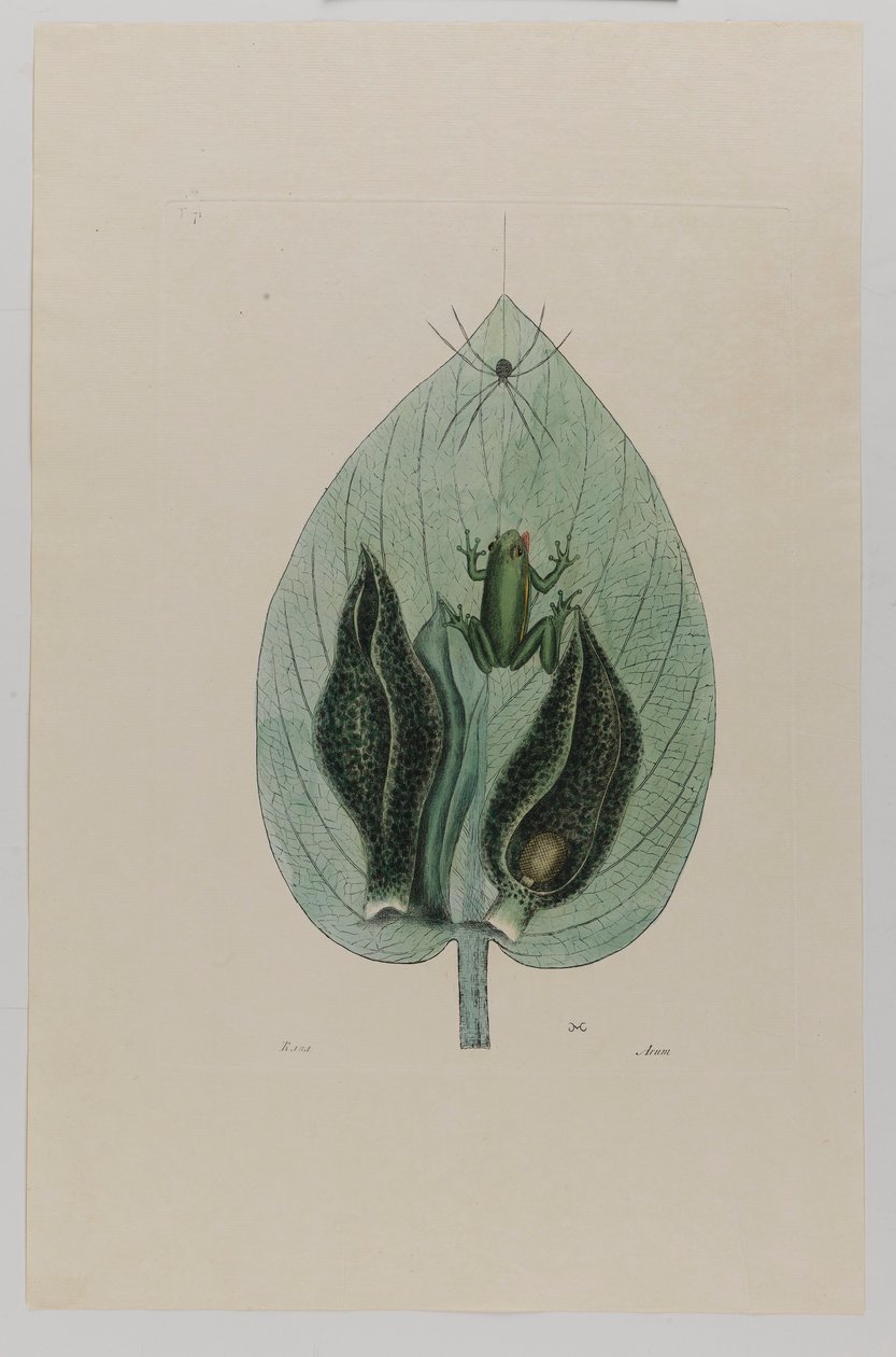 Baumfrosch von Mark Catesby