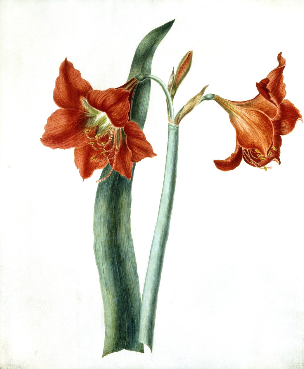 Amaryllis, um 1790 von Martha Tuthill