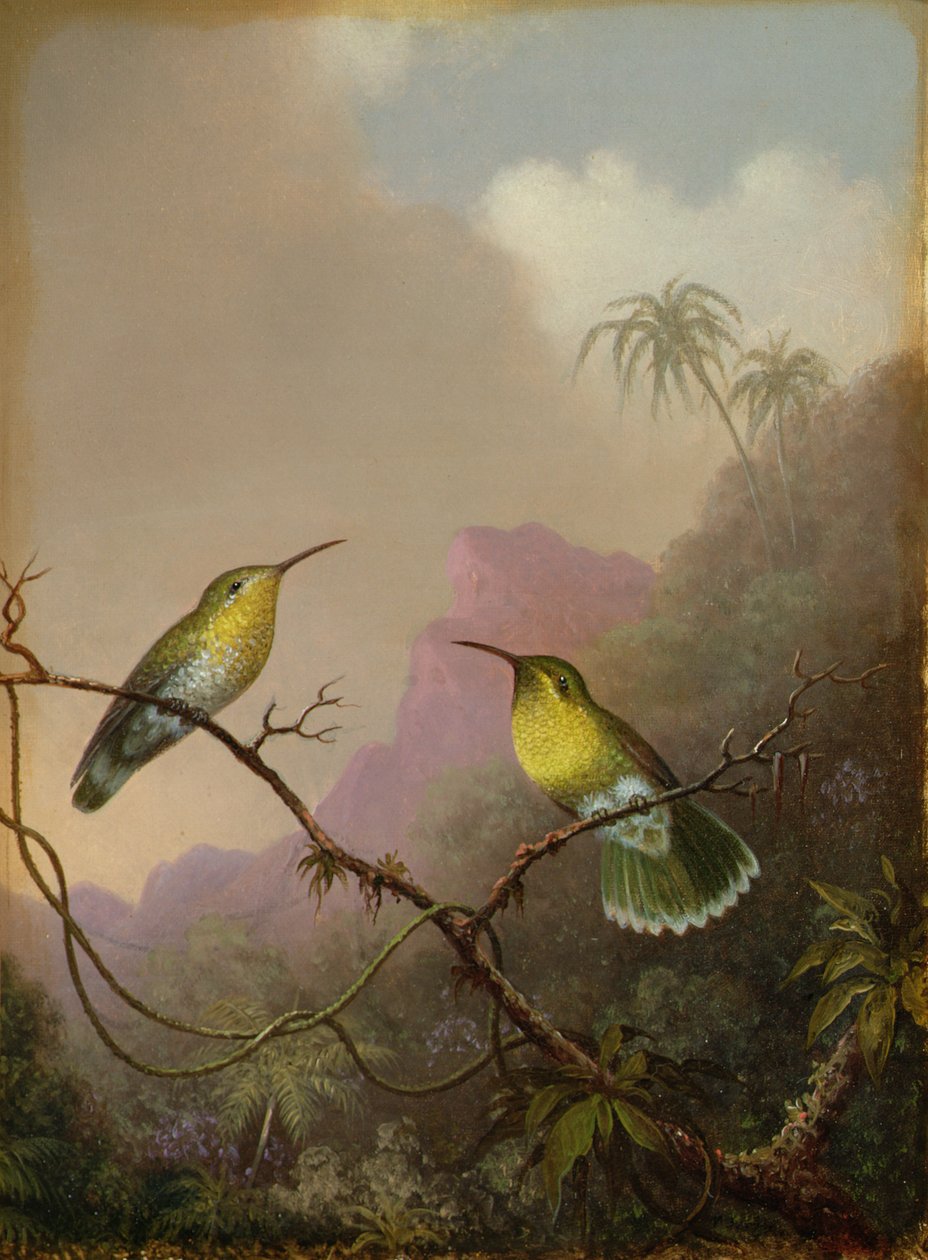 Zwei Kolibris, ca. 1865-75 von Martin Johnson Heade