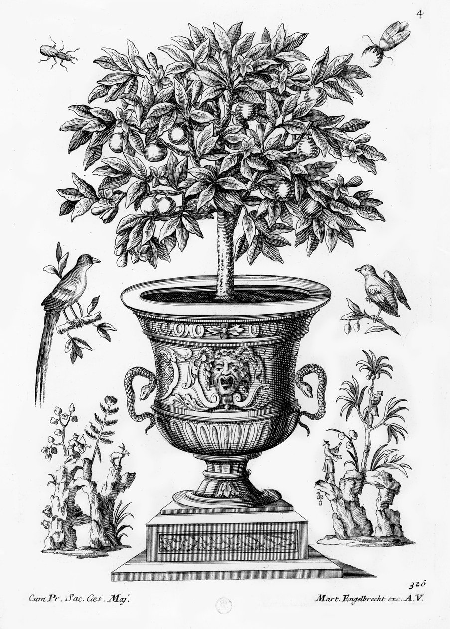 Zitrusbäume, ca. 1735 von Martin Engelbrecht