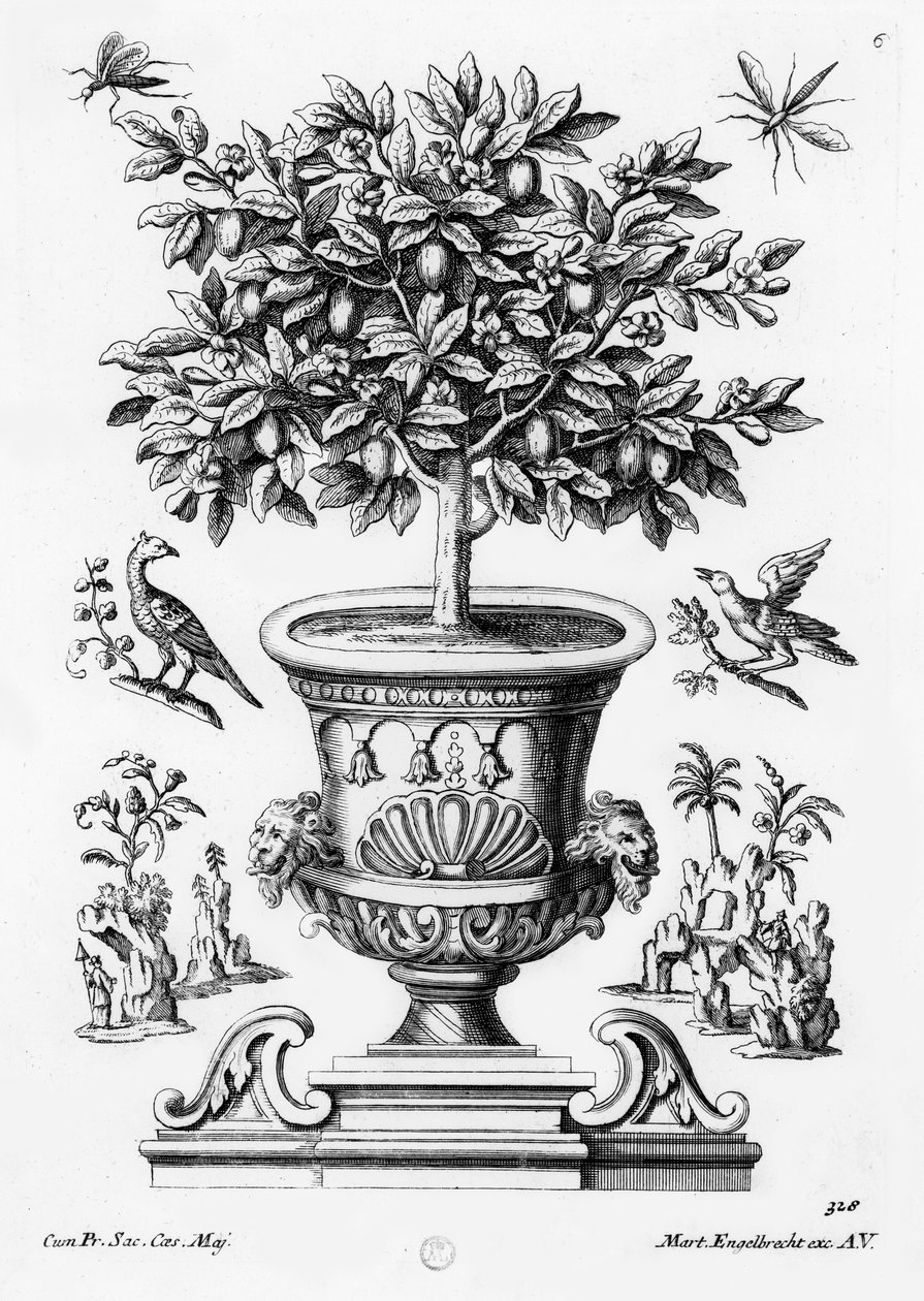 Zitrusbäume, ca. 1735 von Martin Engelbrecht