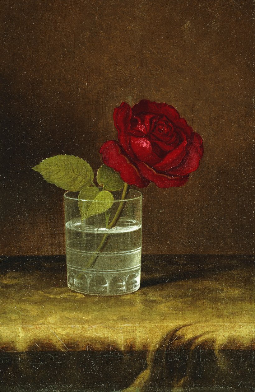 Eine rote Rose von Martin Johnson Heade
