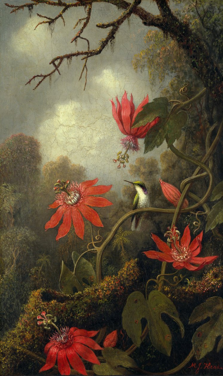 Kolibri und Passionsblumen, ca. 1875-85 von Martin Johnson Heade