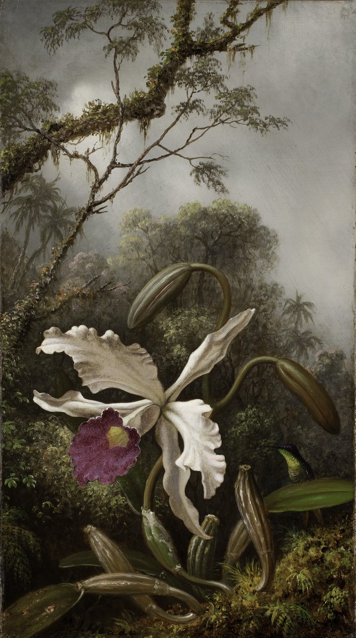 Kolibri mit weißer Orchidee, 1875-1885 von Martin Johnson Heade