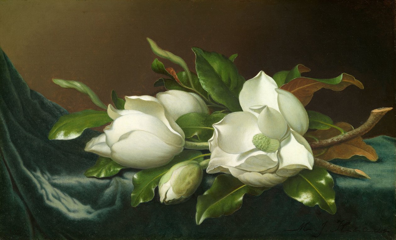 Magnolien auf hellblauem Samttuch von Martin Johnson Heade