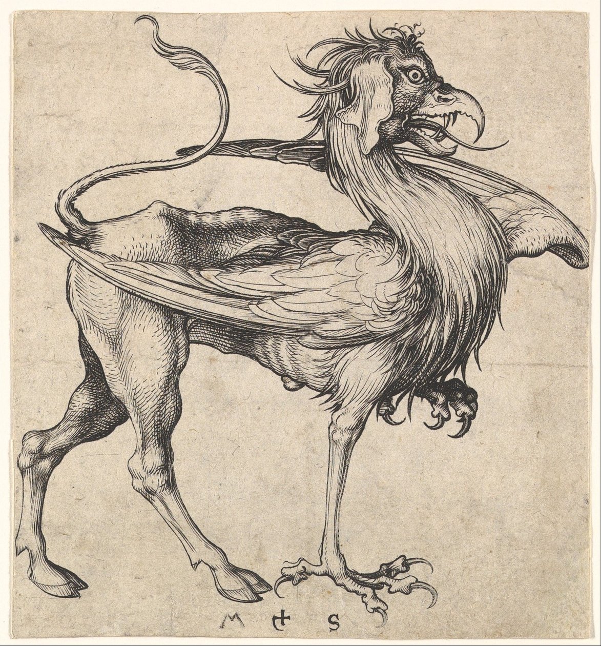 Greif, ca. 1435-1491 von Martin Schongauer