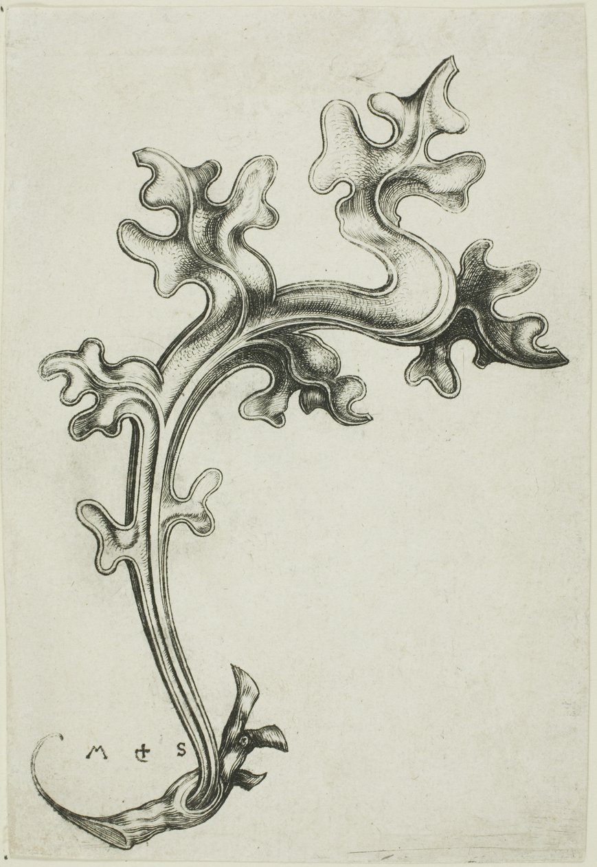 Blattornament von Martin Schongauer
