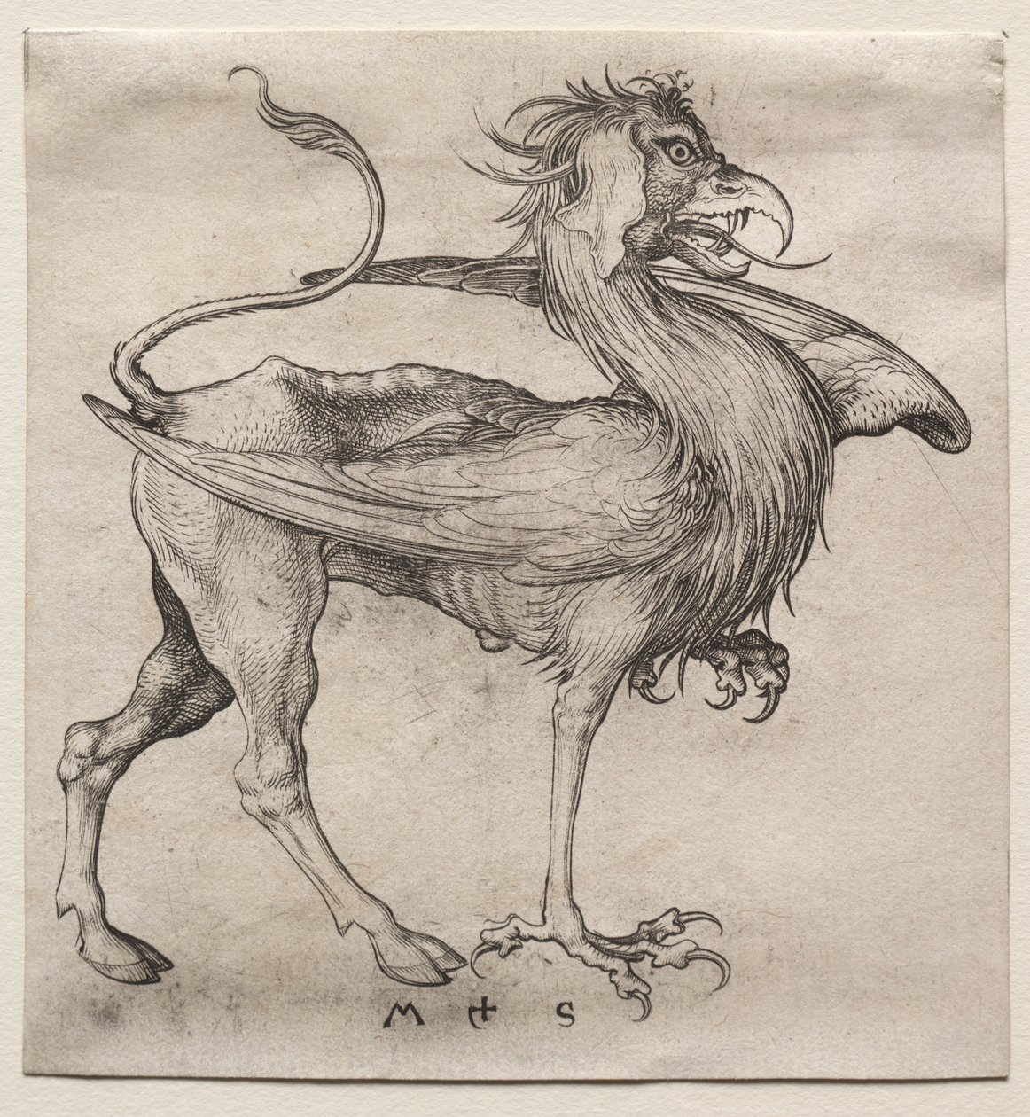 Der Greif von Martin Schongauer