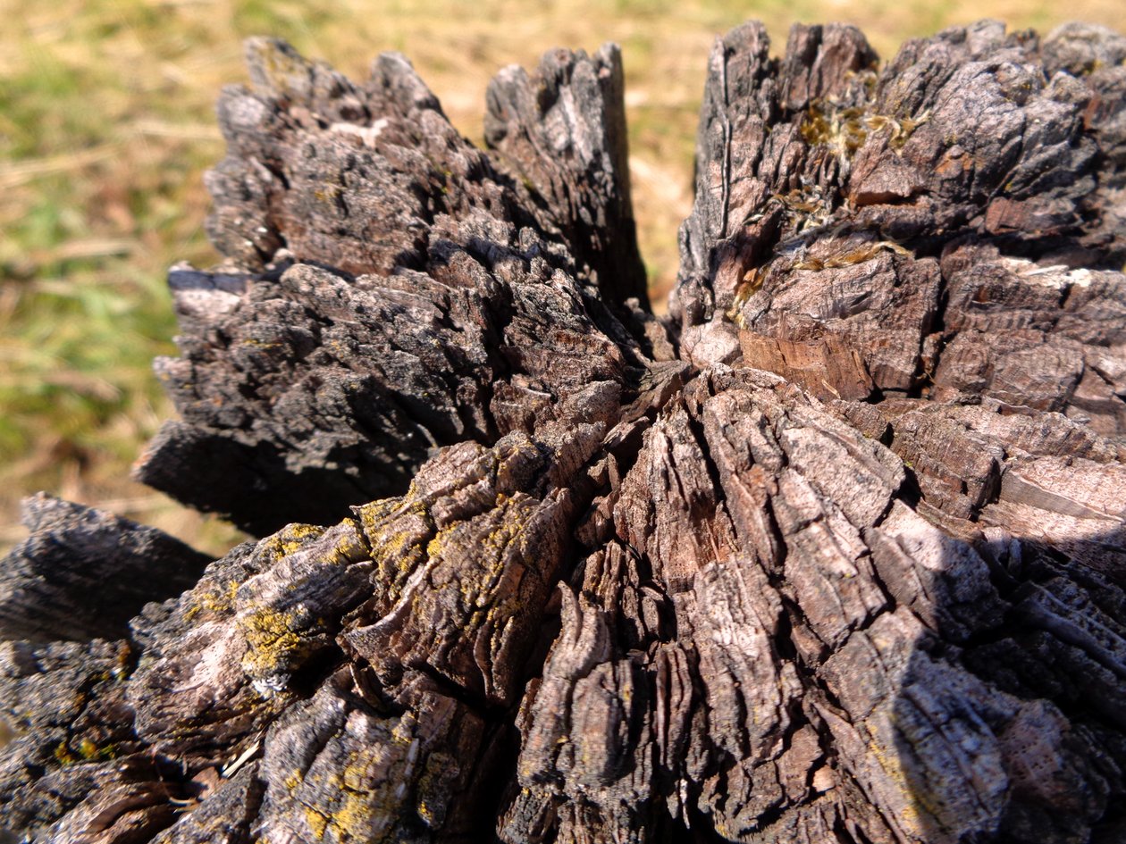Holz von Martina Konitzky