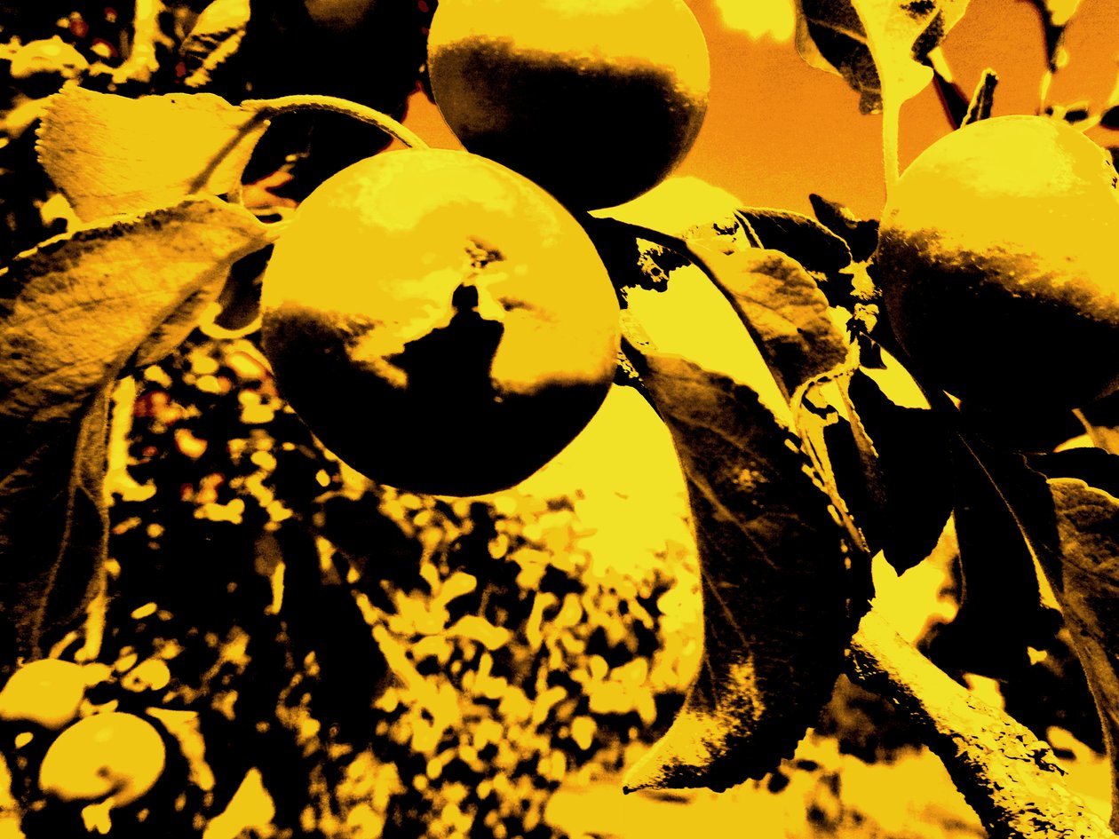 Apfelbaum von Martina Konitzky
