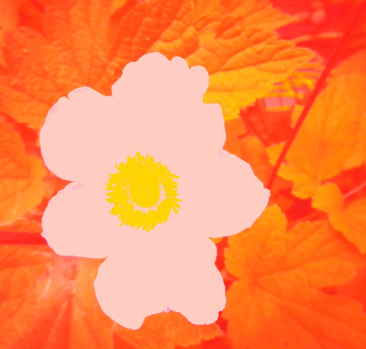 Blume (Hommage an Andy Warhol) von Martina Konitzky