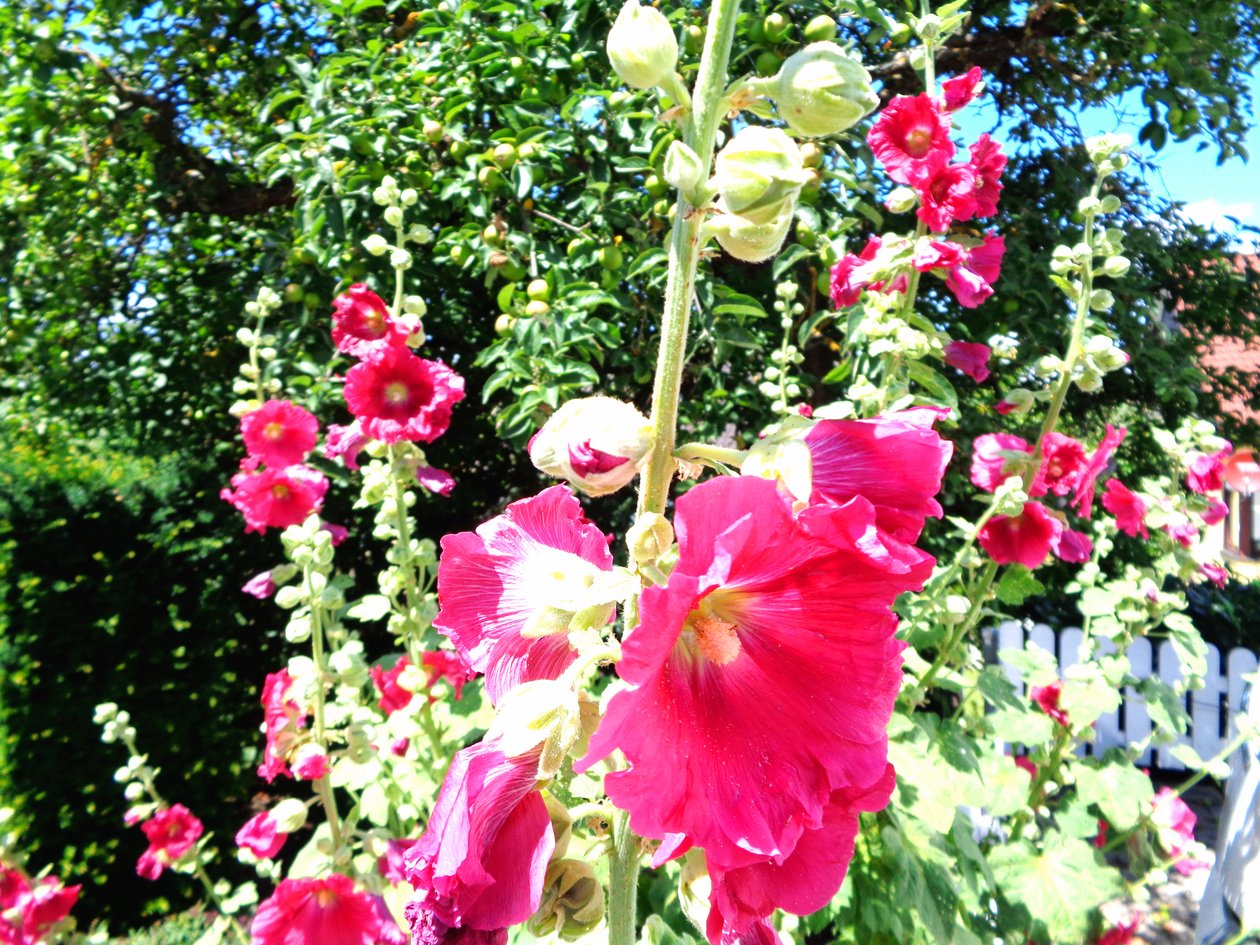 Garten im Sommer von Martina Konitzky