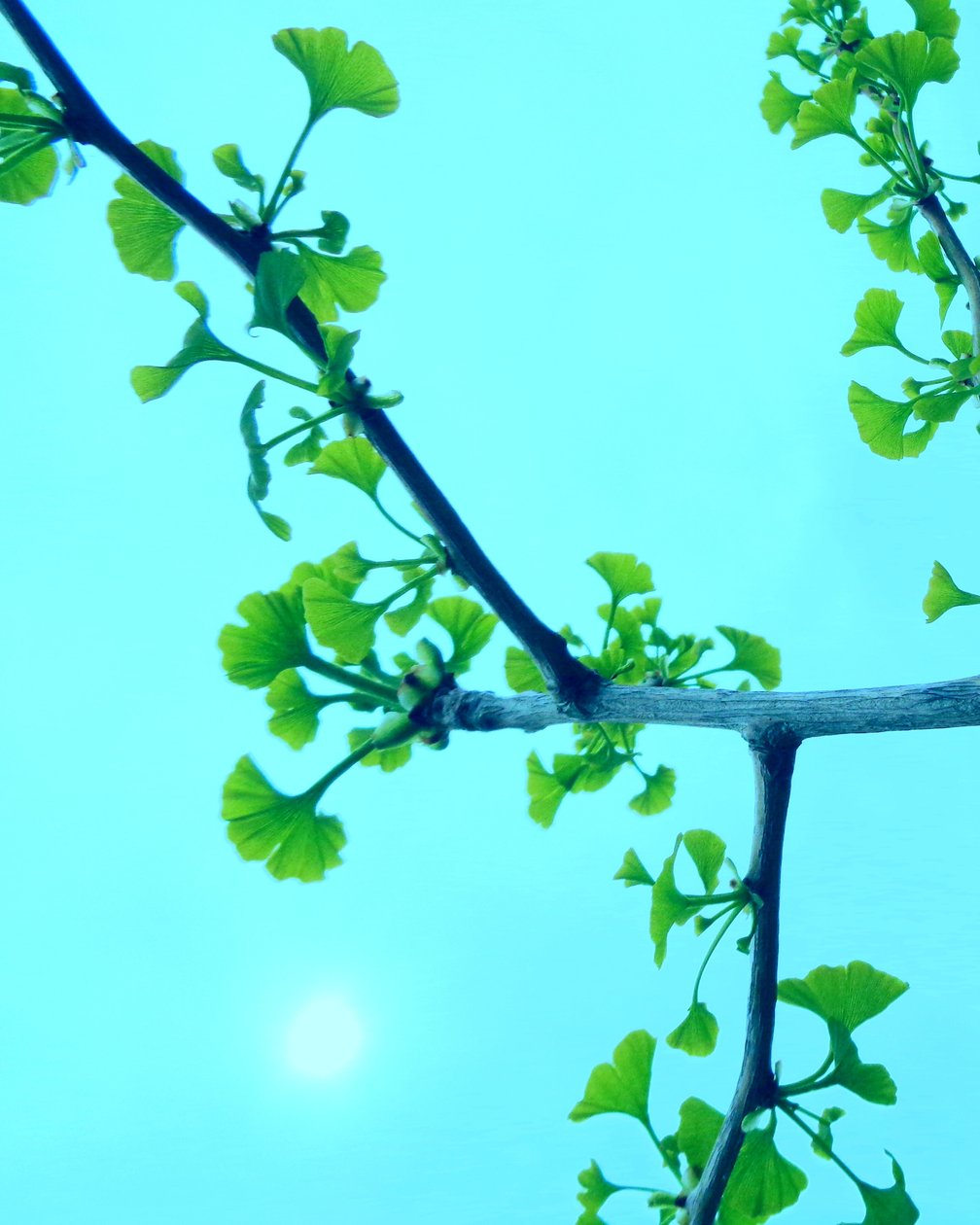 Gingko Türkis von Martina Konitzky