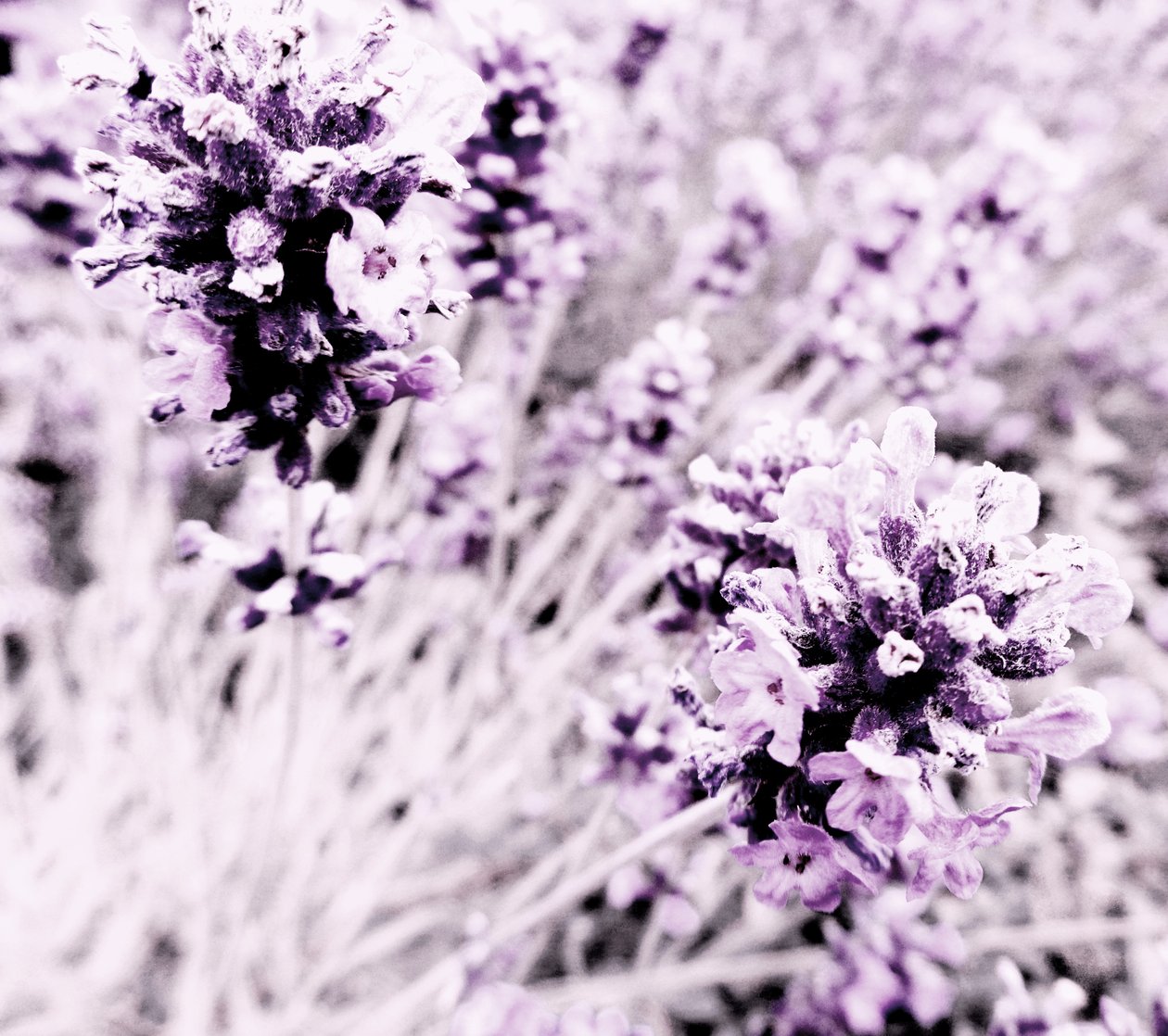 Lavendel Lila Silber von Martina Konitzky