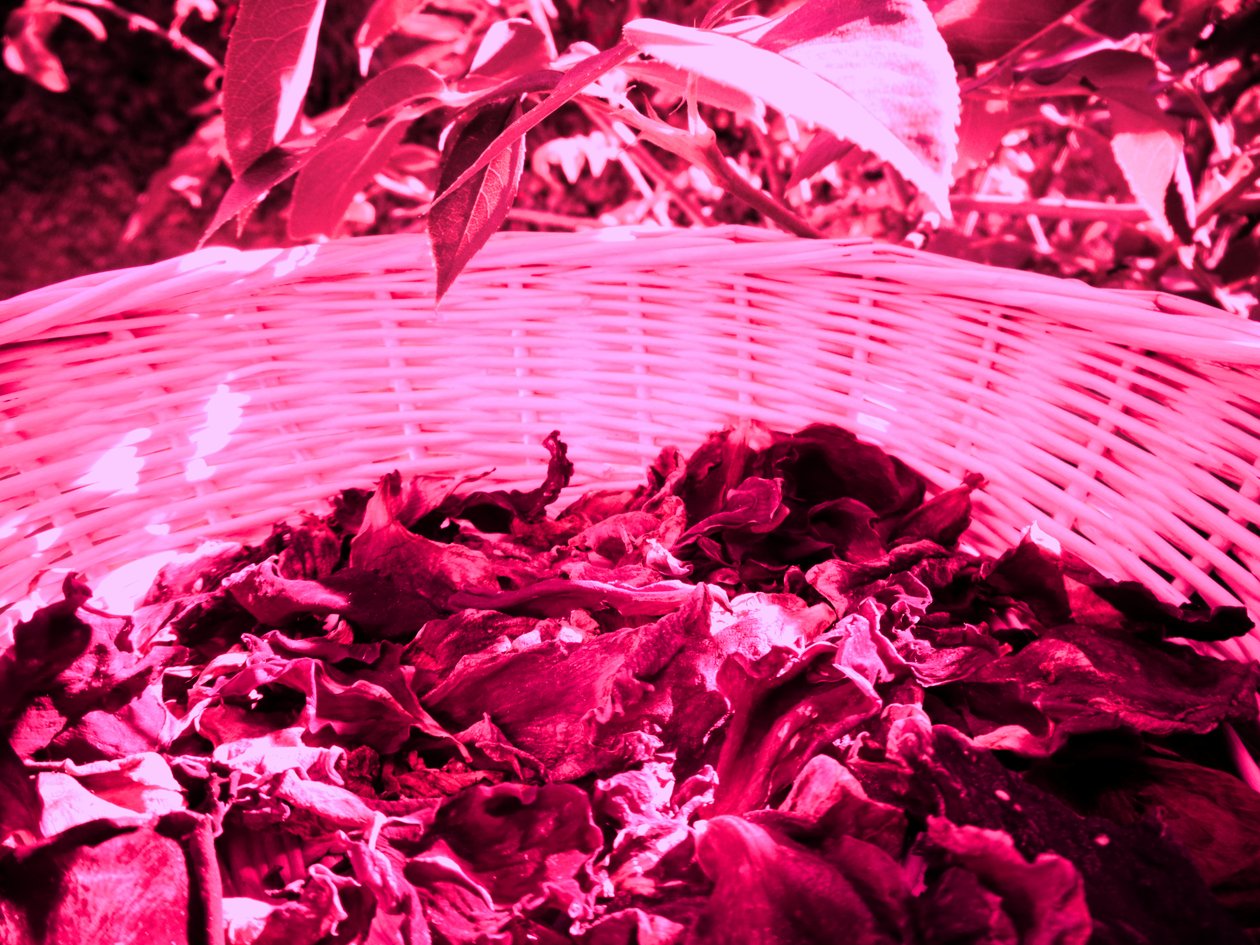 Rosenblätter Potpourri von Martina Konitzky
