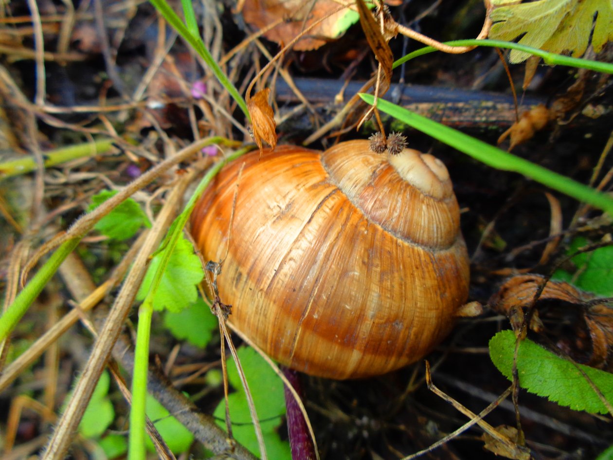 Schnecke von Martina Konitzky