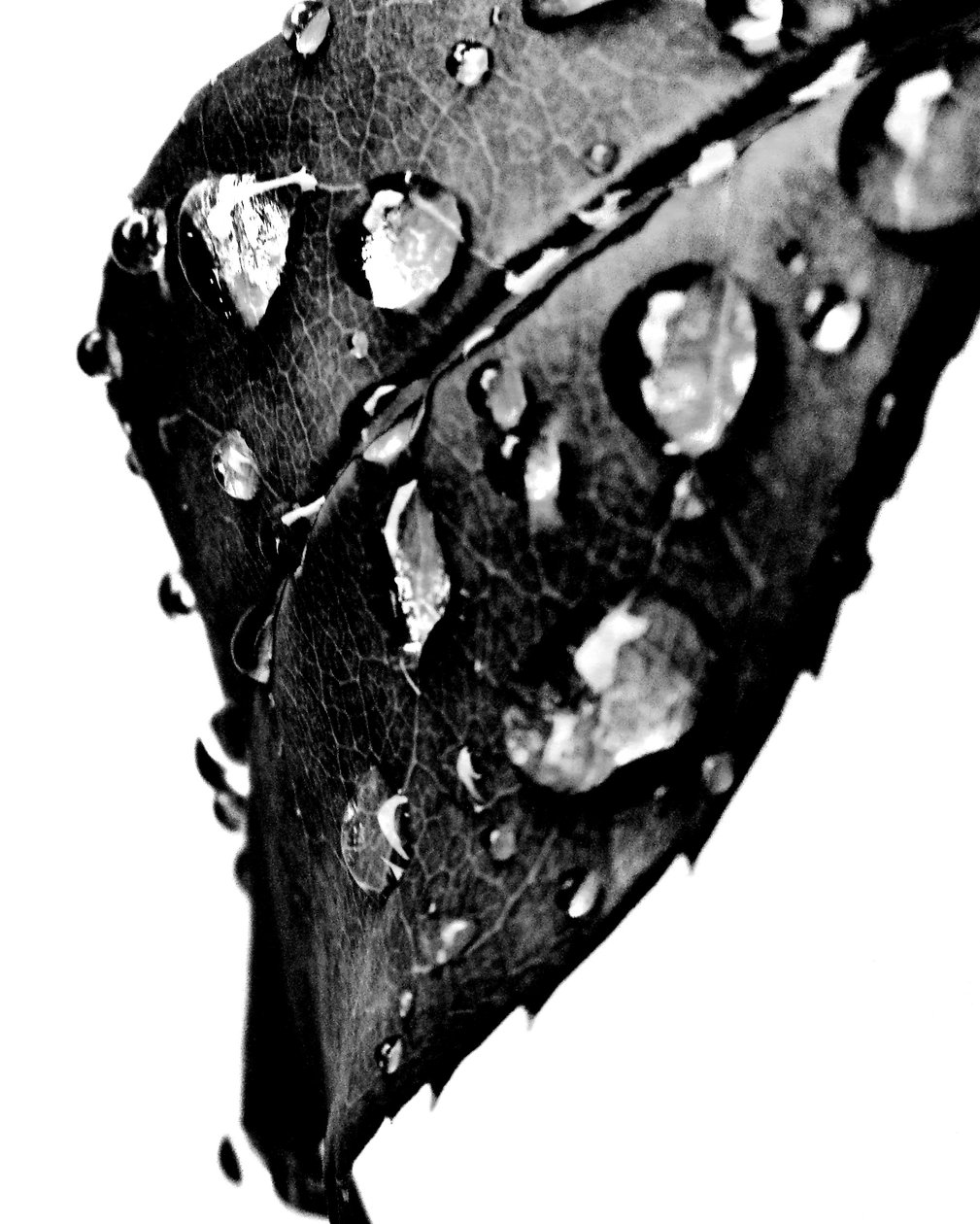 Wassertropfen Grau von Martina Konitzky