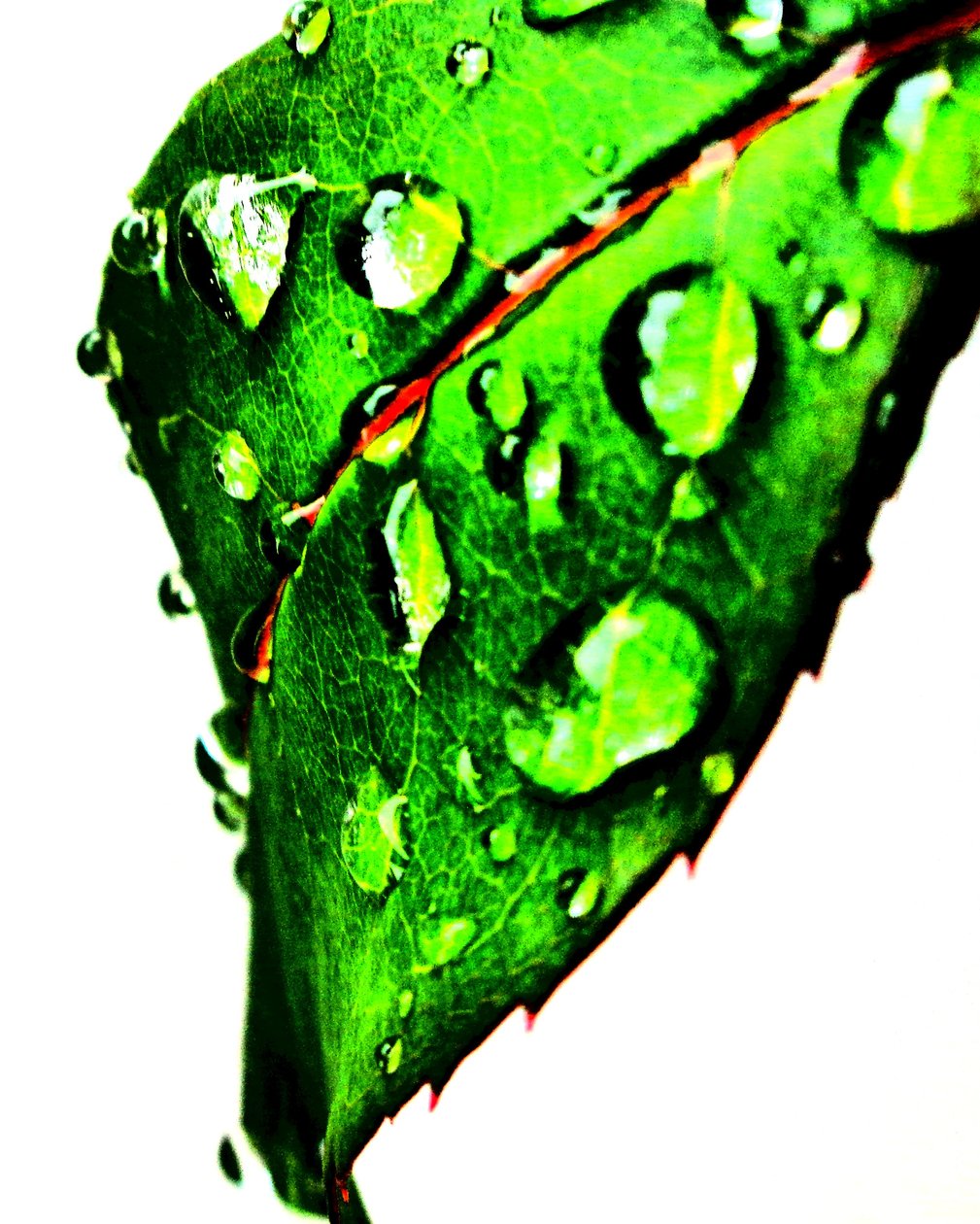 Wassertropfen Grün von Martina Konitzky