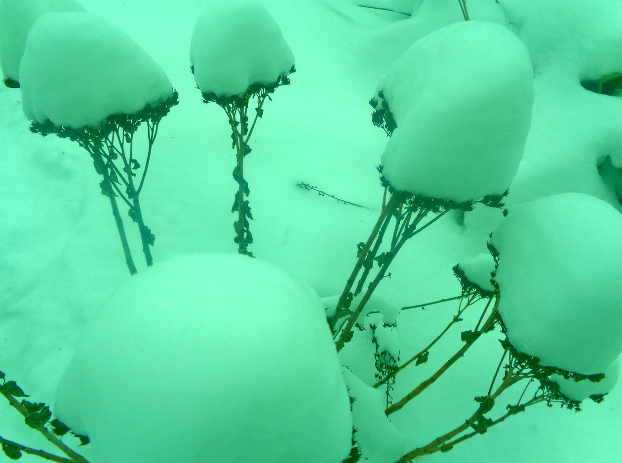 Winter Minze von Martina Konitzky