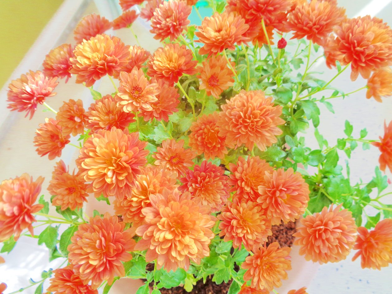 Chrysanthemen2 von Martina Konitzky