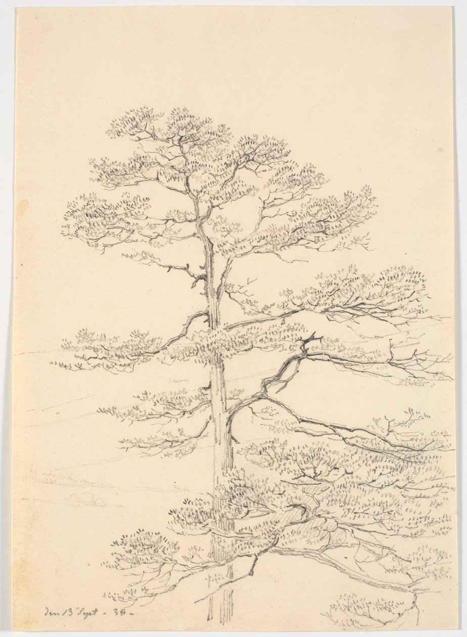 Eine Kiefer von Martinus Rørbye