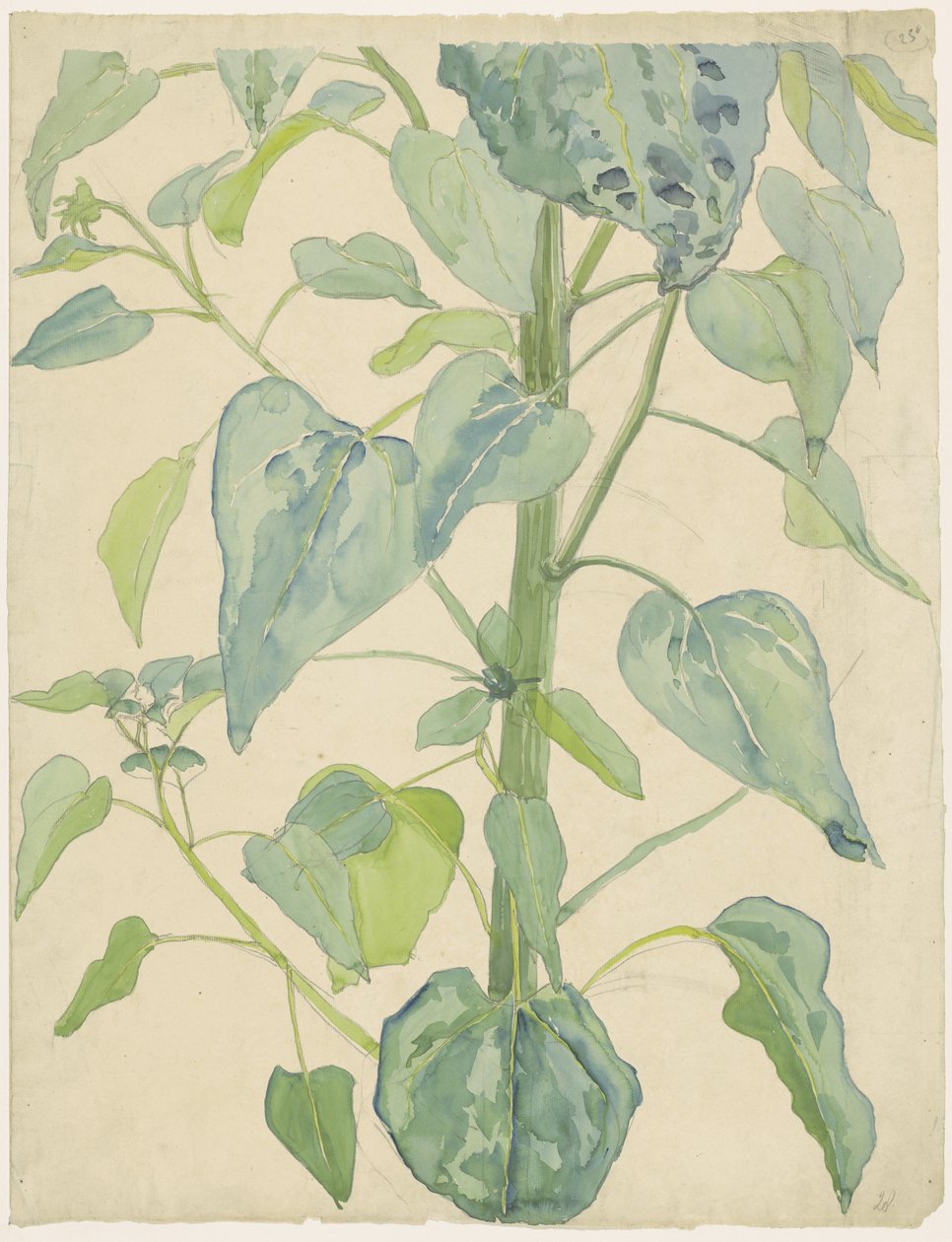 Stängel und Blätter einer Sonnenblume von Martinus van Andringa
