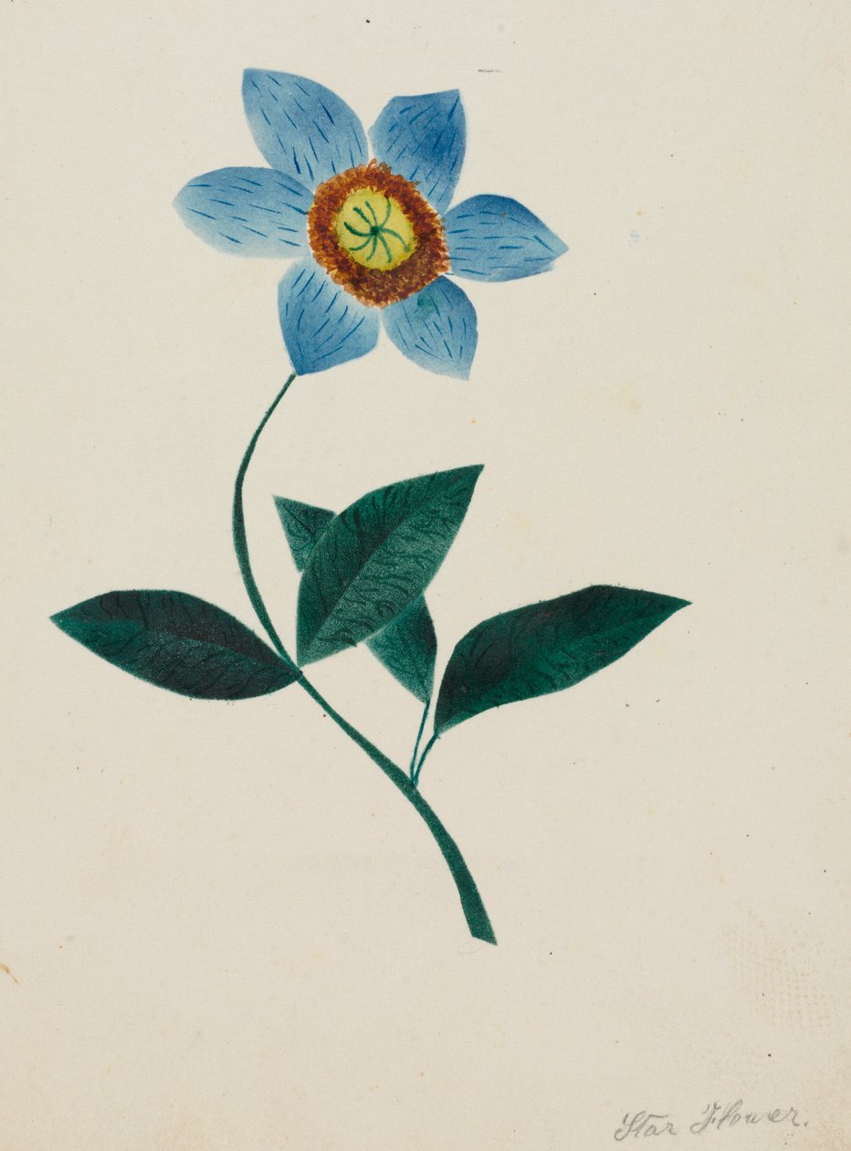 Sternblume von Mary Altha Nims