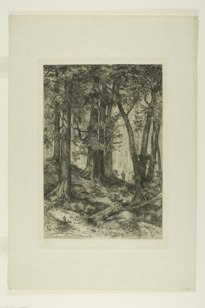 Ein Wald in Kalifornien von Mary Nimmo Moran