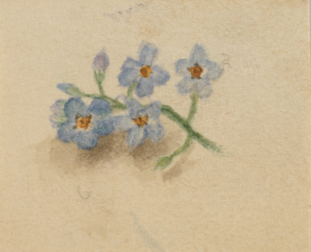 (Ohne Titel) von Mary Vaux Walcott