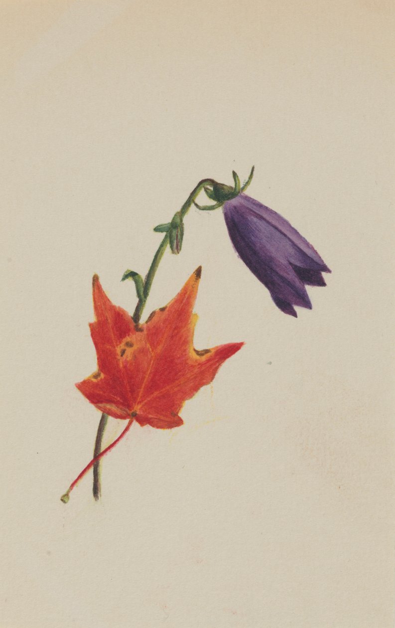 (Ohne Titel) von Mary Vaux Walcott