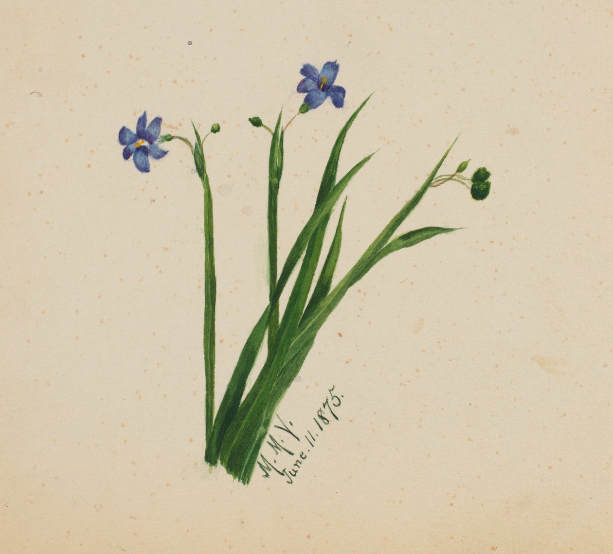 (Ohne Titel) von Mary Vaux Walcott