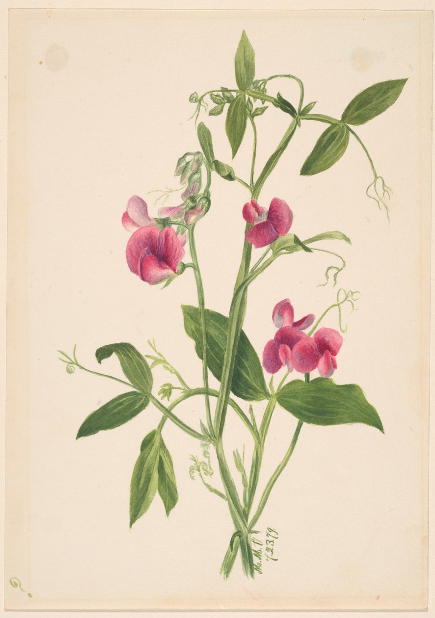 (Ohne Titel--Blumenstudie) von Mary Vaux Walcott