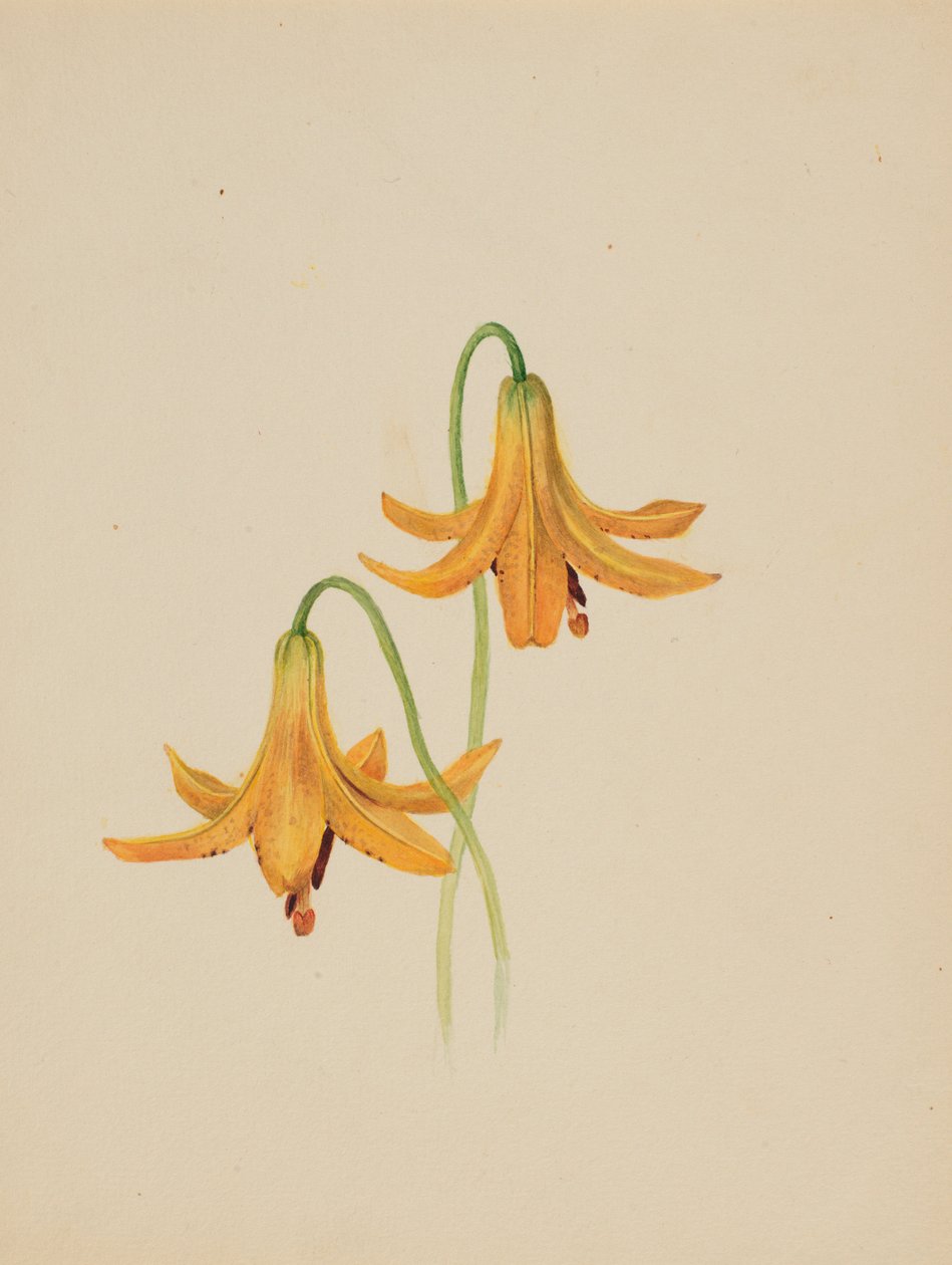 (Ohne Titel--Blumenstudie) von Mary Vaux Walcott