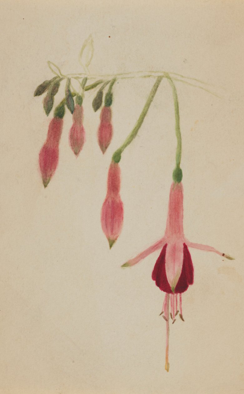 (Ohne Titel--Blumenstudie) von Mary Vaux Walcott