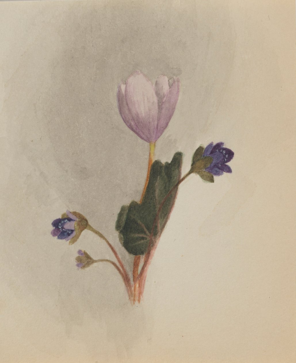 (Ohne Titel - Blumenstudie) von Mary Vaux Walcott