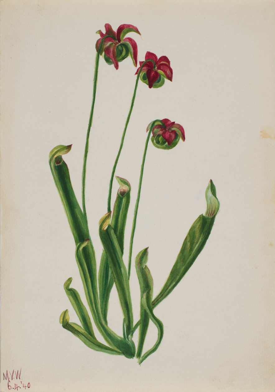 (Ohne Titel - Blumenstudie) von Mary Vaux Walcott