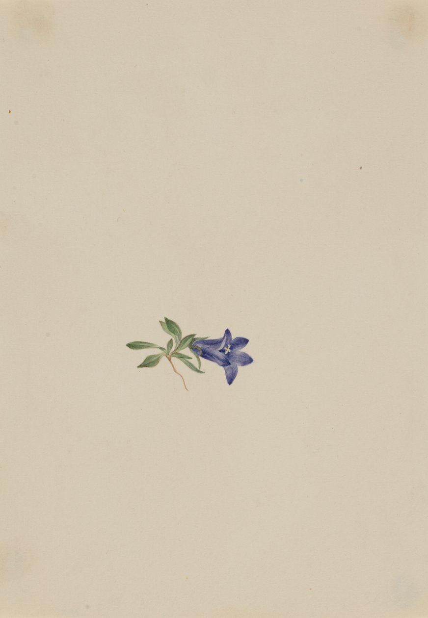 Alpen-Glockenblume Campanula lasiocarpa, n.d. von Mary Vaux Walcott