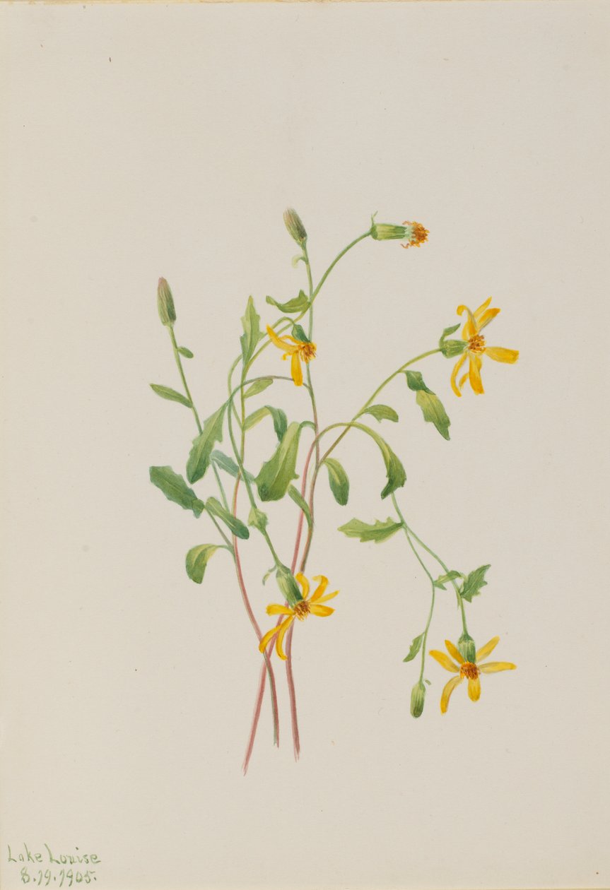 Alpen-Greiskraut (Senecio-Arten) von Mary Vaux Walcott