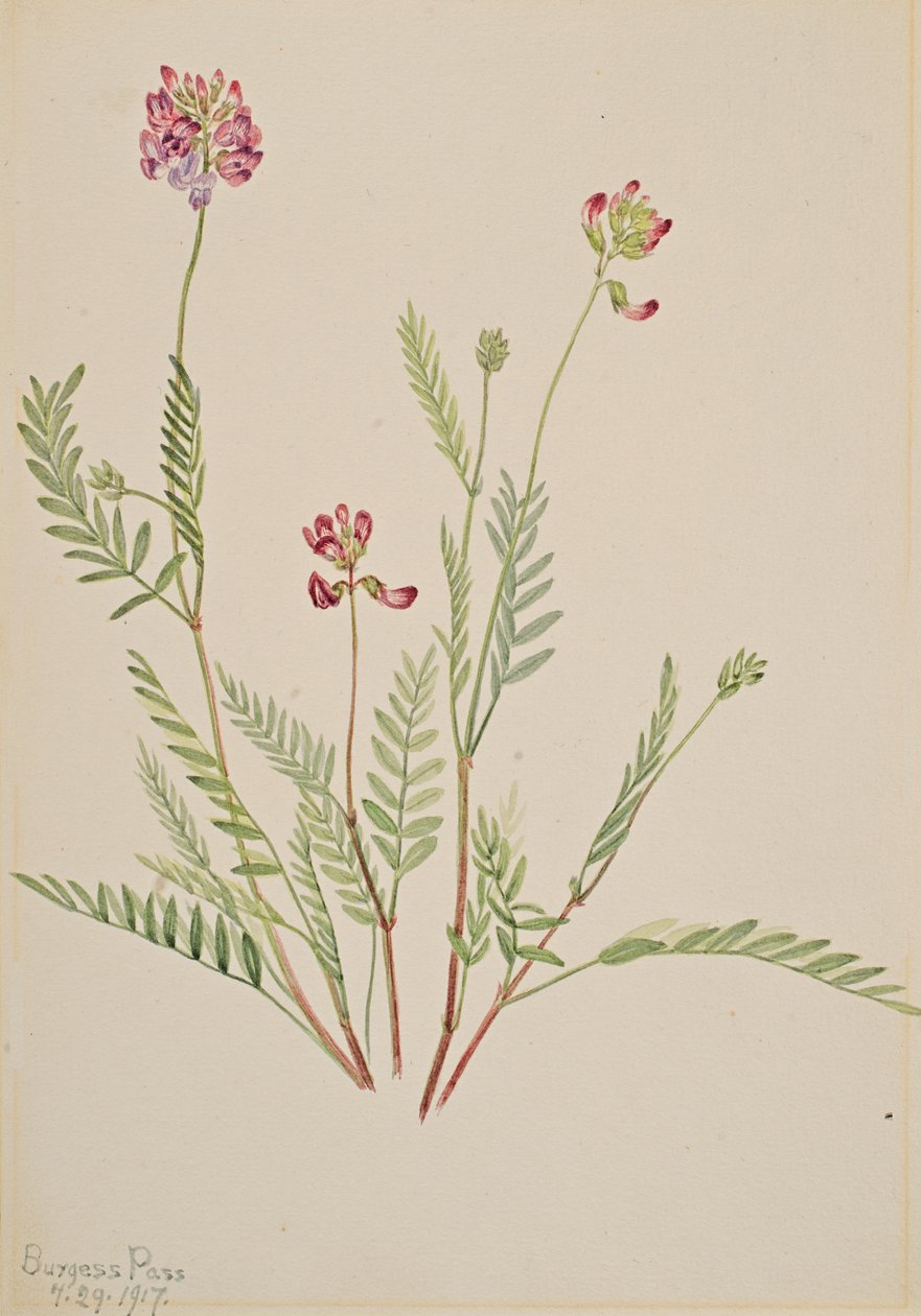Alpen-Tragant von Mary Vaux Walcott