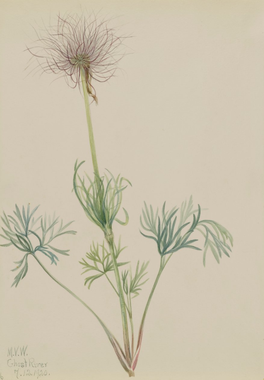 Amerikanische Küchenschelle Pulsatilla ludoviciana, 1920 von Mary Vaux Walcott