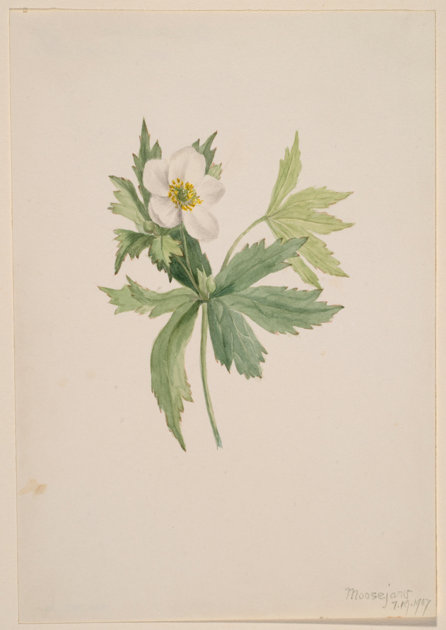 Kanadische Anemone von Mary Vaux Walcott