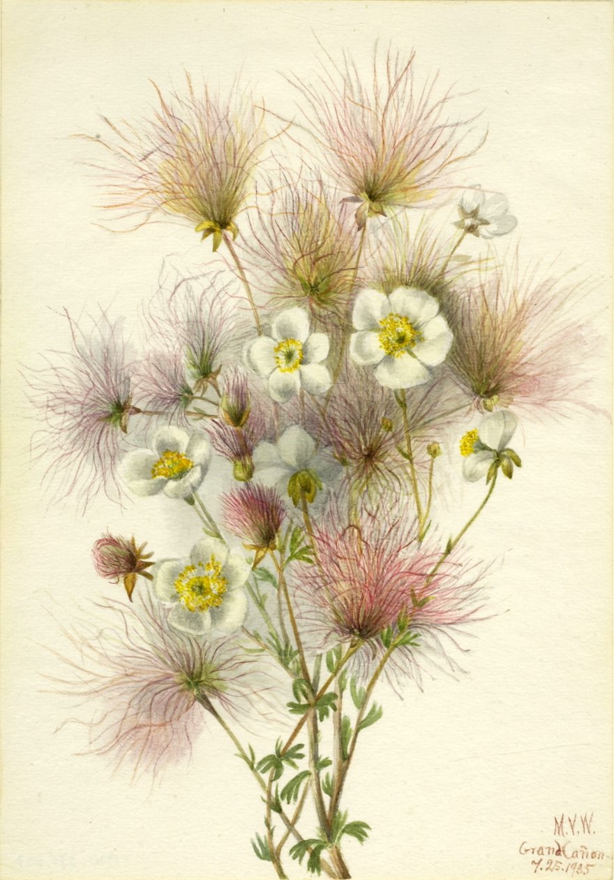 Apache-Feder (Fallugia paradoxa) von Mary Vaux Walcott
