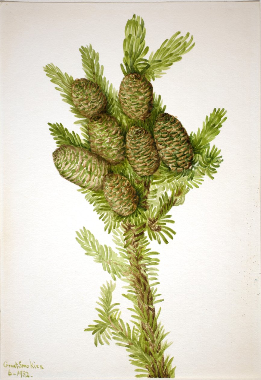 Balsam-Tanne (Albies fraseri) von Mary Vaux Walcott