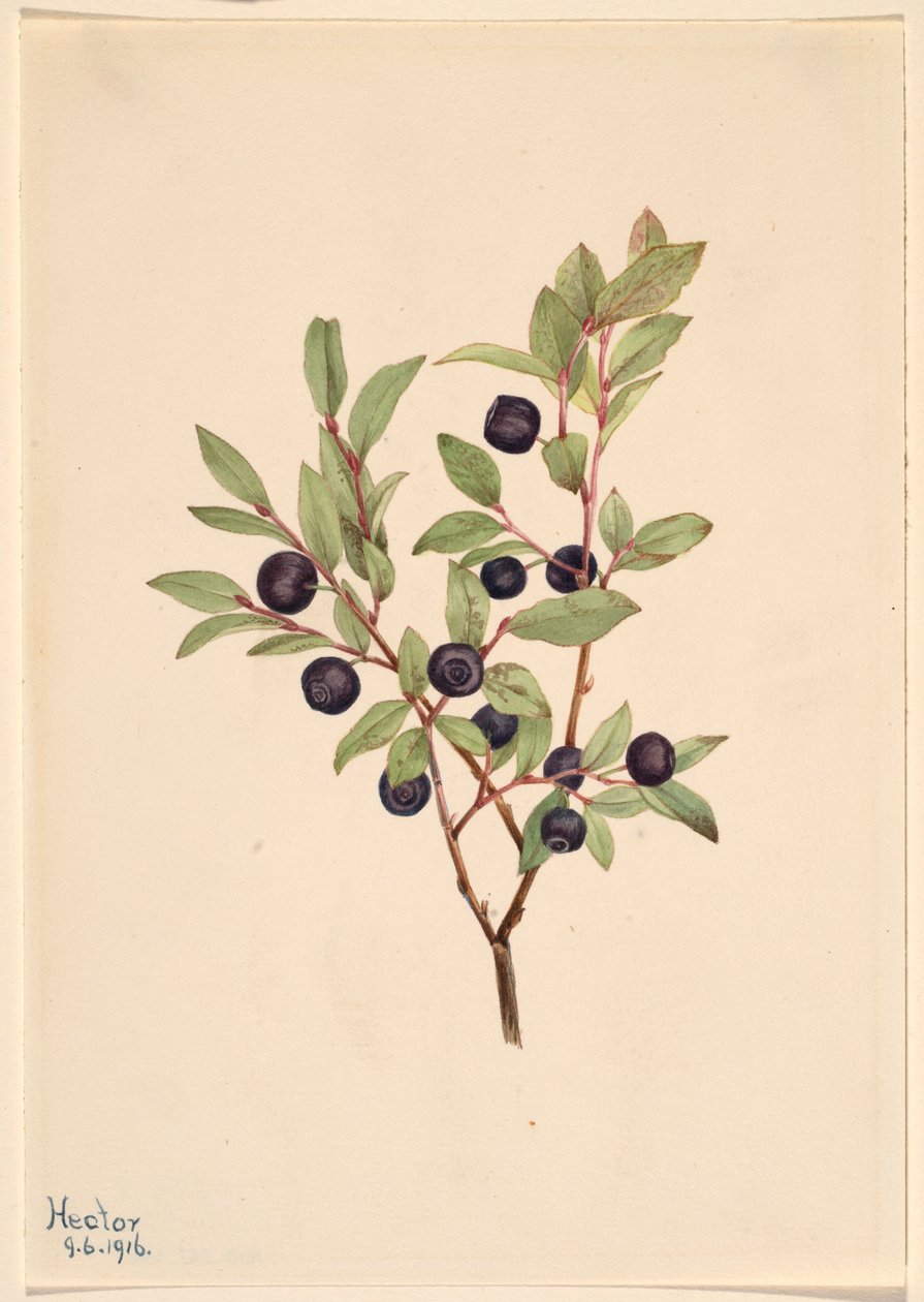 Große Heidelbeere (Vaccinium membranaceum) von Mary Vaux Walcott