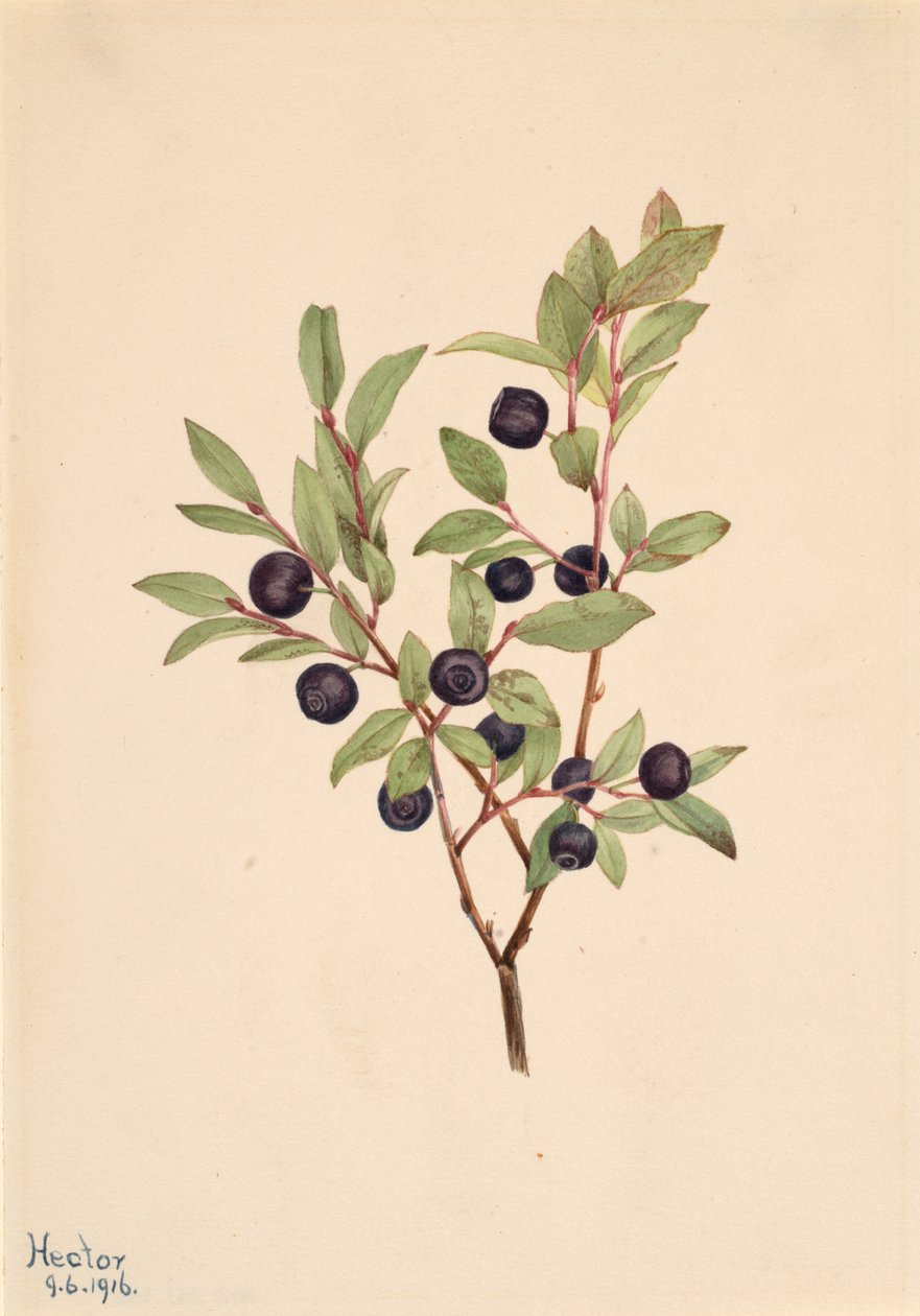 Große Heidelbeere Vaccinium membranaceum, 1916 von Mary Vaux Walcott