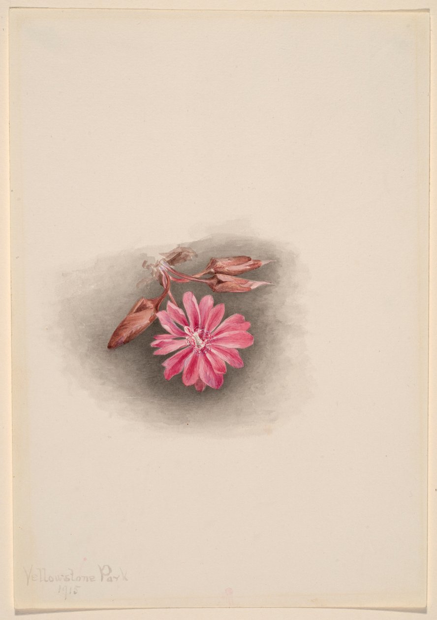 Bitterwurz (Lewisia redivivia) von Mary Vaux Walcott